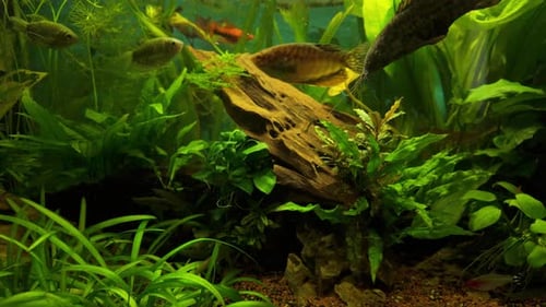 Beautiful Green aquascaped aquarium with exotic fish. Gold Gourami, swordtails, Blue Gouramis (Trich