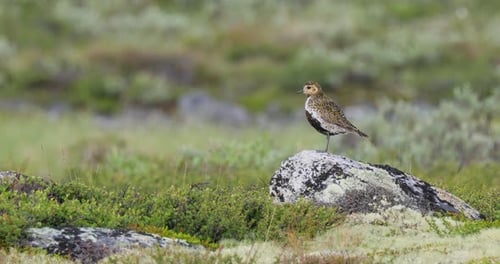 European golden plover (Pluvialis apricaria), Dovrefjell Sunndalsfjella National Park, Norway.