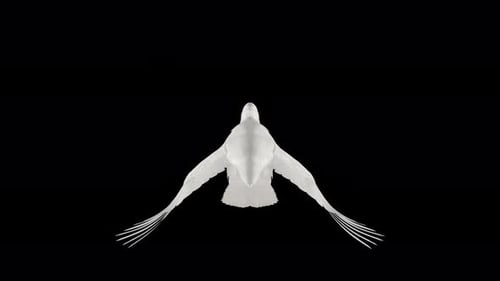 Paloma romántica, paloma blanca, bucle volador, vista aérea de cerca desde atrás, canal alfa, 4K