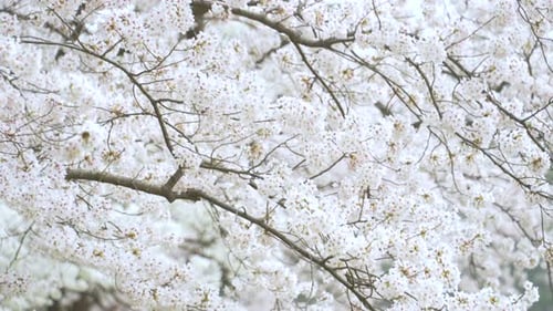 Beautiful white Sakura blossoms dancing in the breeze -Kanazawa, Japan -Close up
