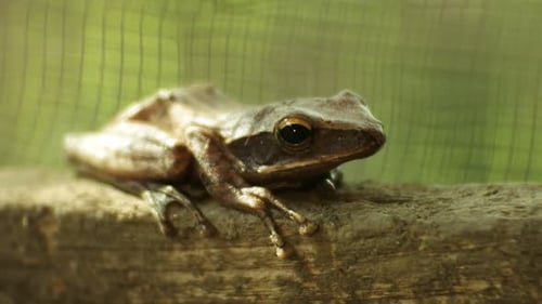 Closeup shot of a frog on the brown wood. frogs during the day. Frog is one of the amphibian animals
