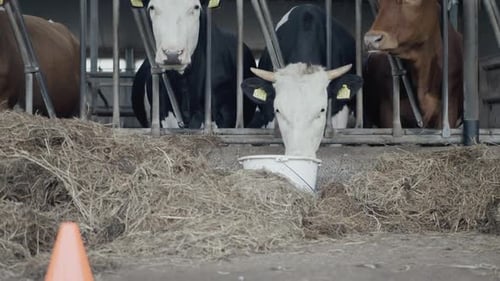 Cow feeding from a bucket of food with a couple of cows in the background on a farm
