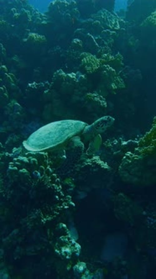 Une tortue de mer nage le long du récif corallien en plein soleil par temps ensoleillé