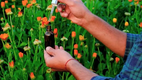 Man with Medicinal Herbal Extracts in His Hands Selective Focus
