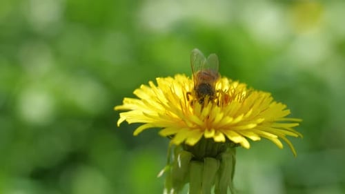 Honeybee Collects Pollen on Yellow Dandelion Flower