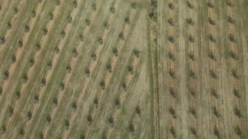 Drohnenflug über Olivenbäume auf einem bewirtschafteten Feld in Spanien Luftaufnahme beim Aufsteigen