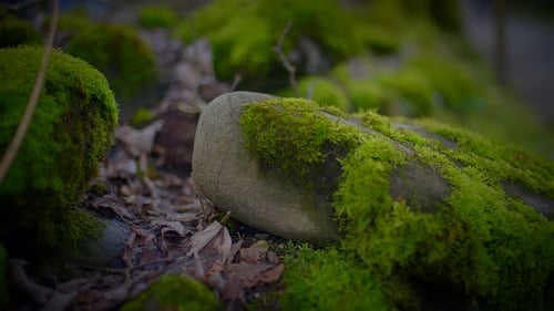 Découvrez la beauté des rochers couverts de mousse dans les bois sereins