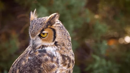 Great Horned Owl Close Up Turns Head
