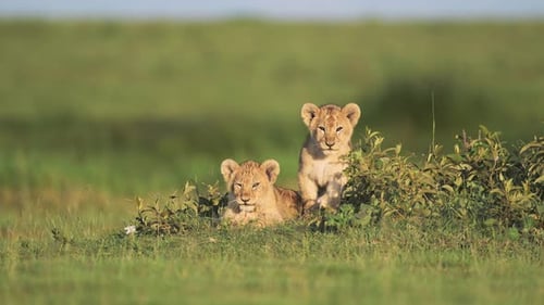 Junge Tierbabys: Aufnahme von Löwenbabys in der Serengeti, Aufnahme eines Löwenbabys in Tansania aus einem niedrigen Winkel aus Augenhöhe