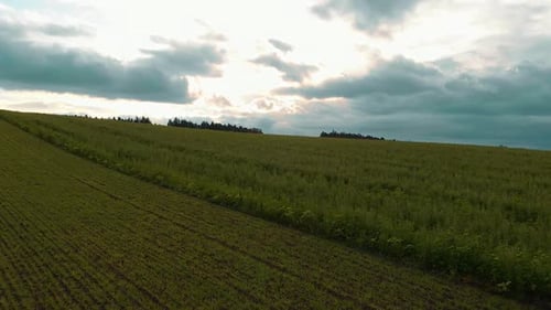 drone rises over a green field and there are traces of a tractor and on the horizon trees and beaut