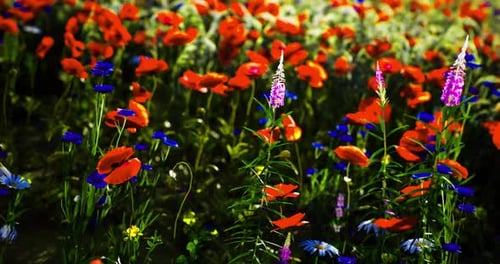 Champ de fleurs sauvages animé présentant des coquelicots colorés et des bleuets bleus