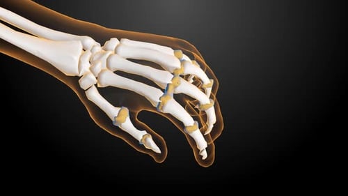 3D Animation of Human Hand Anatomy with Bones and Joints
