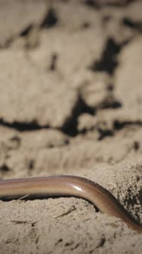 Anguis Fragilis est un homme sans jambes