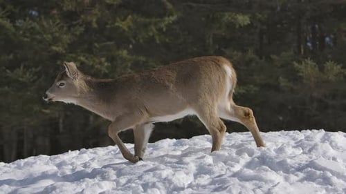 Deer Walking on Snowy Winter Hill