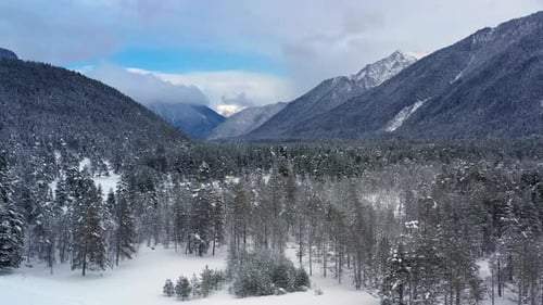 Beautiful snow scene forest in winter. Flying over of pine trees covered with snow.