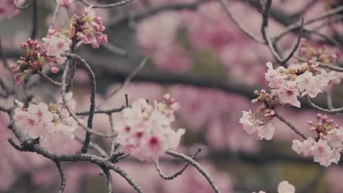 Lovely Pink Sakura Flowers In Bloom During Spring In Tokyo, Japan. closeup, rack focus