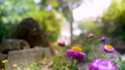 Pink and Yellow Flowers in Garden American