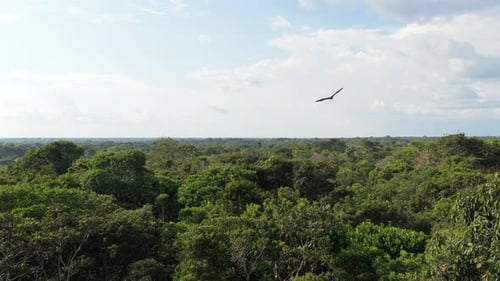 Immense and Dense Green Jungle Landscape Revealing a Deforested Area Consequences of Human Activity