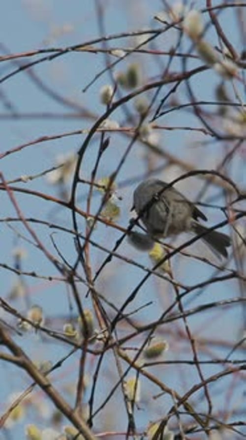 Marsh Tit Poecile Palustris is