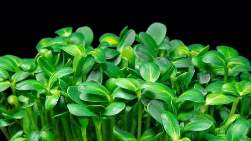 Lush Green Sprouts Growing Against Black Background