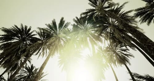 Majestic Palm Trees Stretch Towards a Bright Sunlit Sky in a Tranquil Oasis