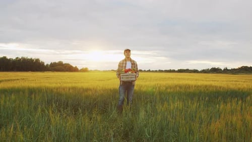 Farmer with a Vegetable Box in Front of a Sunset Agricultural Landscape Man in a Countryside Field