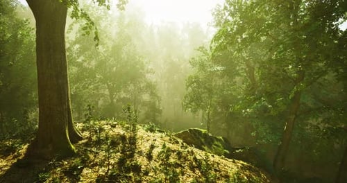 Lush Forest Bathed in Morning Light with Trees and Greenery in View