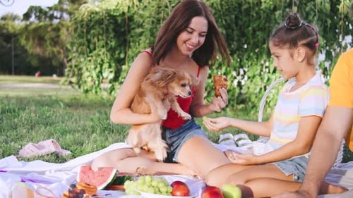 Family Enjoys a Picnic with a Small Chihuahua Dog in the Park on a Sunny Day While Sharing Snacks