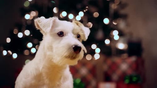 Close Up of Portrait of Jack Russell Terrier Dog Under a Christmas Tree