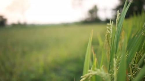 young rice swaying with strong wind blowing and waves in green field