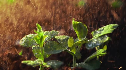 Watering Young Plants in a Garden Under Sunlight in Spring