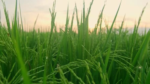 Vista de perto de capim de arroz verde em uma manhã clara de verão com gotas de orvalho