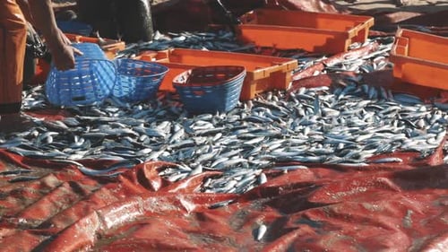 Die Leute sammeln frisch gefangenen Fisch vom Strand