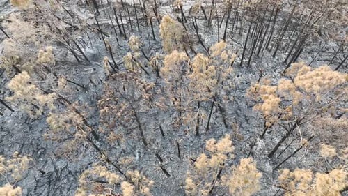 Charred Dead Vegetation Burnt Down After Wildfire Destroyed Florida Jungle Woods Devastated Forest