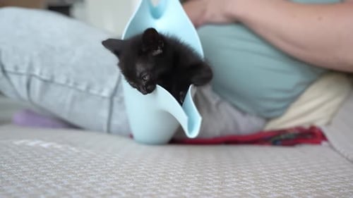 Süßes schwarzes Kätzchenporträt, das liegend vor der Kamera posiert, Little Pet Pure Love Concept Pussy Cat
