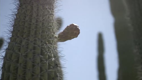 Cactus in afternoon sun, handheld shot