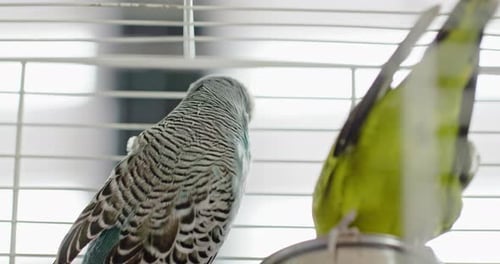 A Pair of Cute Czech Budgerigars in Their Cage