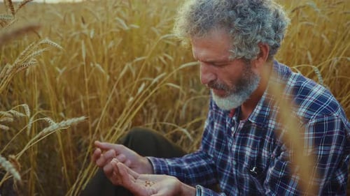 Farmer Examines Wheat Harvest While Sitting in Golden Field Under Sunlight This Autumn