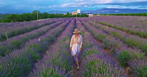 Aerial View of Beautiful Lavender Field at Sunset A Girl in a Long Dress and Hat Walks Between Rows