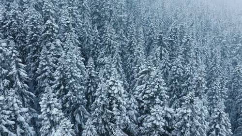 Beautiful Snow Fall Landscape Canada Amazing Winter Scene for Copy Background