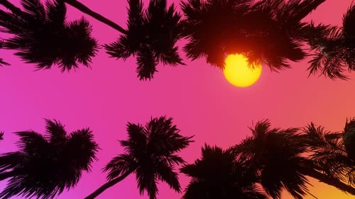 Bewegung durch die Palm Alley Blick von unten auf Kokospalmen im Sonnenuntergang