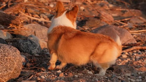 Aventura al atardecer con un encantador cachorro de Corgi: exploración de Rocky Beach
