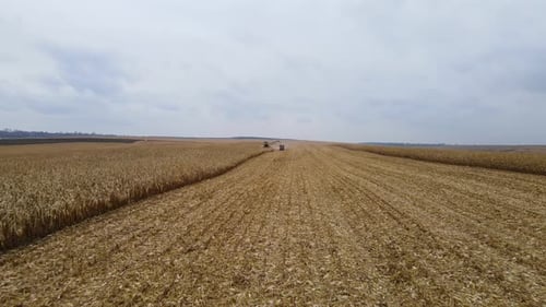 Harvesting Corn in the Autumn Field