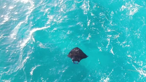Una mantarraya se desliza con gracia en las cristalinas aguas turquesas del océano capturadas desde arriba