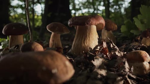 Wild Edible Porcini Mushrooms Boletus Growing in Forest Under Trees Fungi