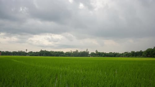 Timelapse of Lush Green Rice Fields with Moving Clouds