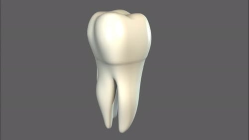 Illustration médicale détaillée d'une seule dent humaine