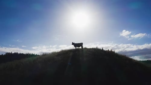Silhouette of one cow majestically standing on hill top with bright sunlight