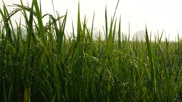 dewy rice fields with sunrise, Nature Stock Footage ft. background ...