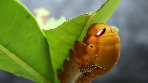 Orange Caterpillar Eating Green Leaf in Nature